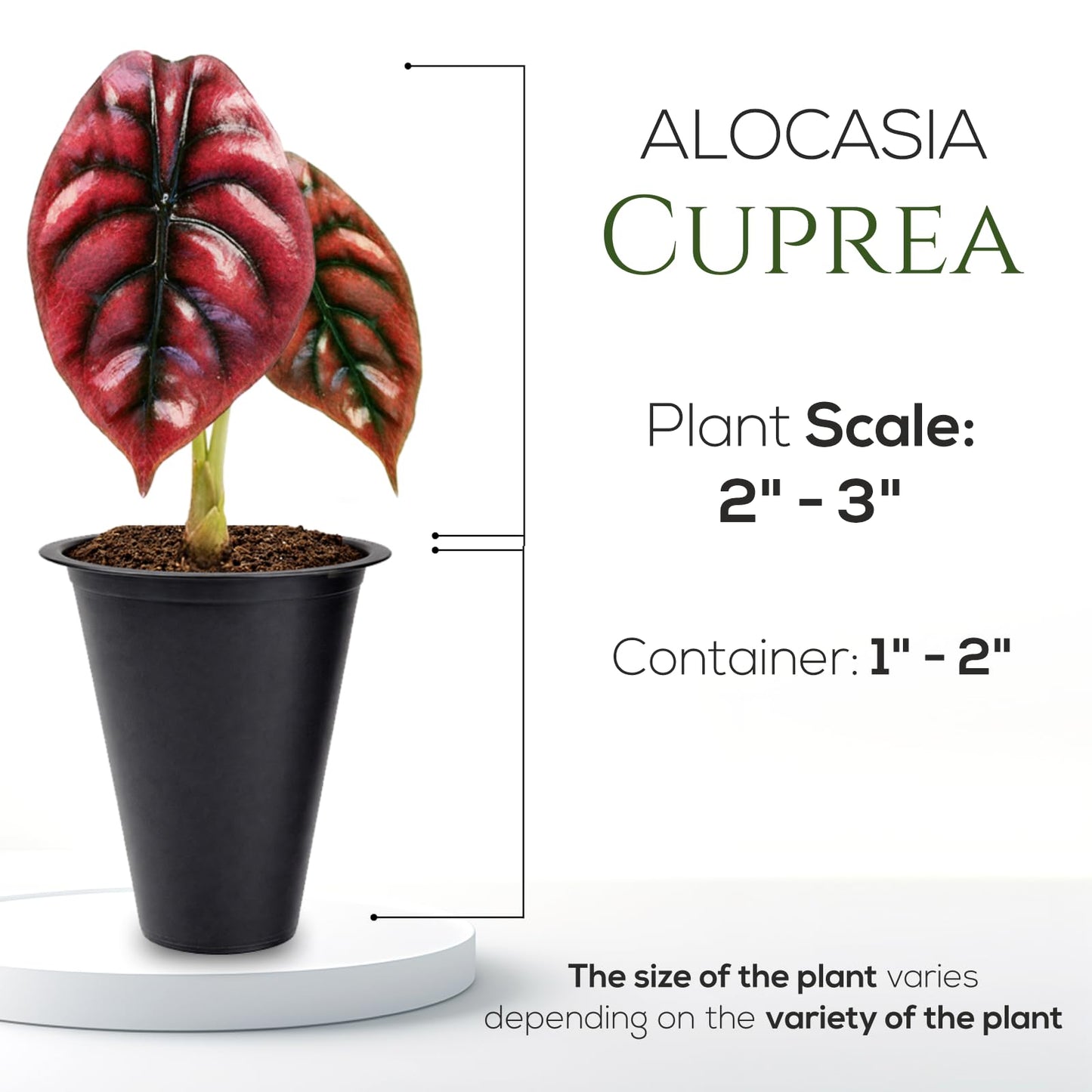 Alocasia Cuprea (4 Pack) Live Plant, Rare Indoor Alocasia, Metallic Leaf Elephant Ear, Tropical Houseplant Live, Starter Size Alocasia Plant, Exotic Foliage Houseplant for Home Decor Indoor Growing