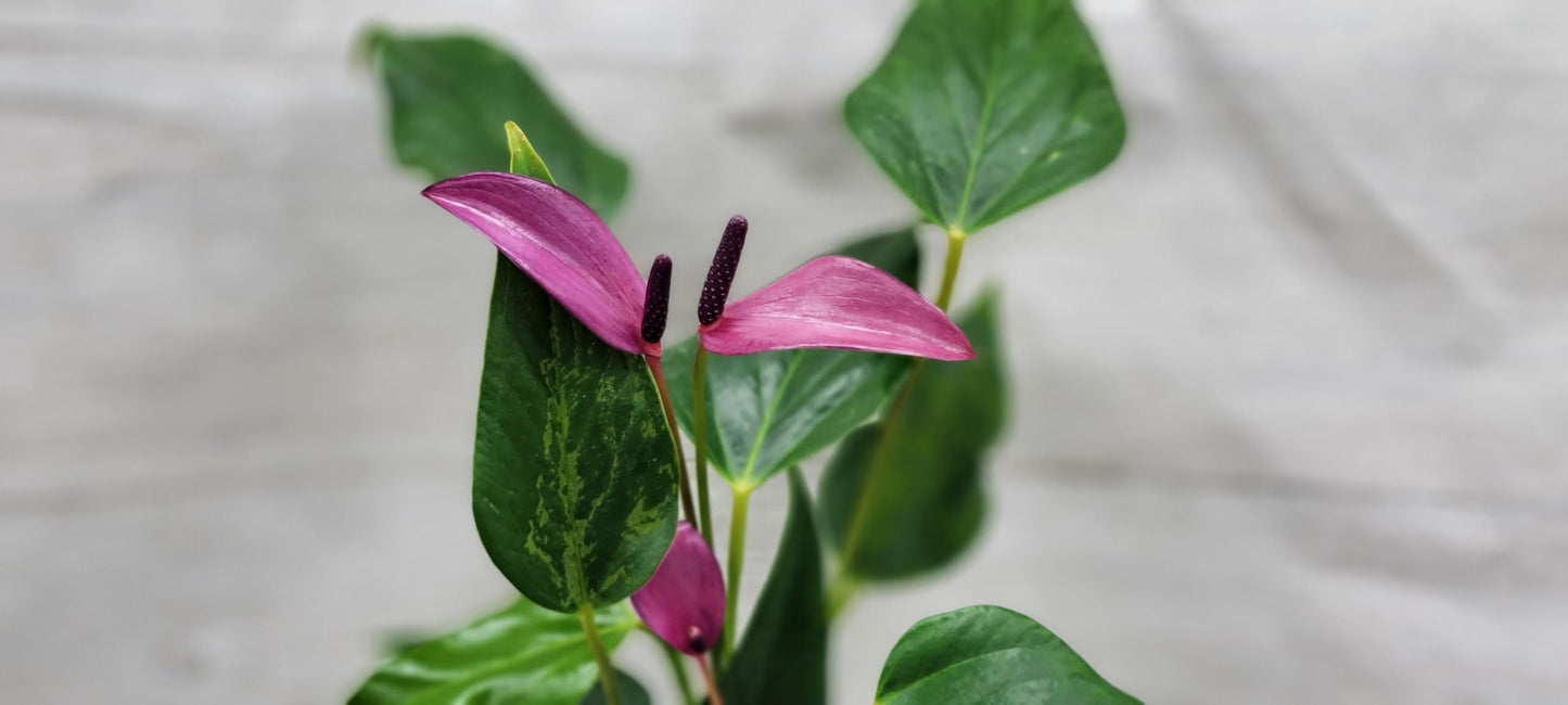 Anthurium Tiny Purple in 4 inch Nursery Plant Pot Live Rare Exotic Tropical Indoor House Plants Easy to Grow Housewarming Gift Decoration Gift for Home or Office by 3exoticgreen
