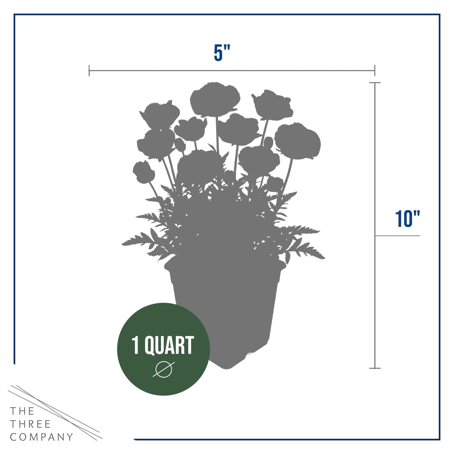 Live Papaver Oriental Poppy 2-Pack – Fruit Punch – Large Spring Blooms, Sun Perennial, 10” Tall, 1 Qt Pot