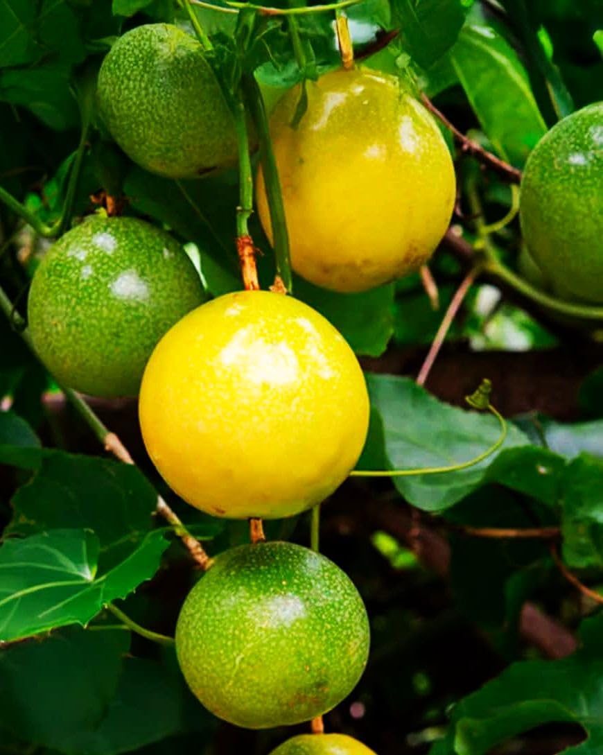 400 Pcs Passion Fruit Flower Seeds for Garden Decor