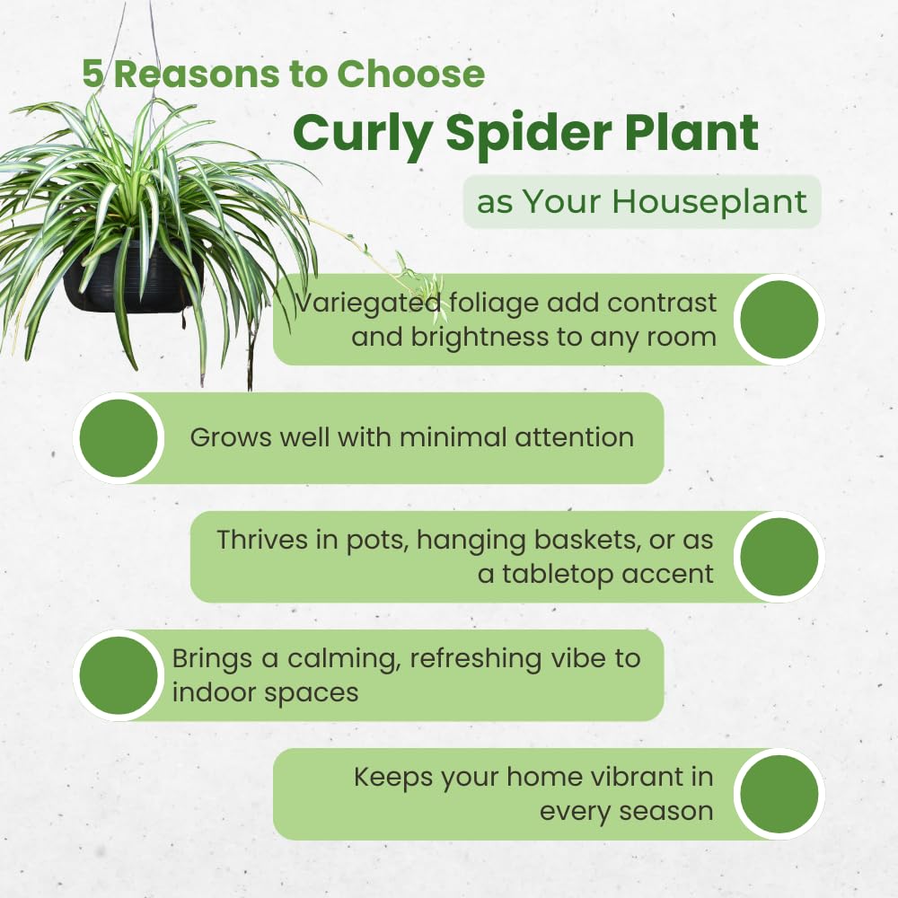 Curly Spider Plant, Spider Plant Live Houseplant, Well Rooted in 2 Inc Pot, 3-5 Inc Tall, Variegated Foliage, Easy Care Houseplant for Home and Office Decoration
