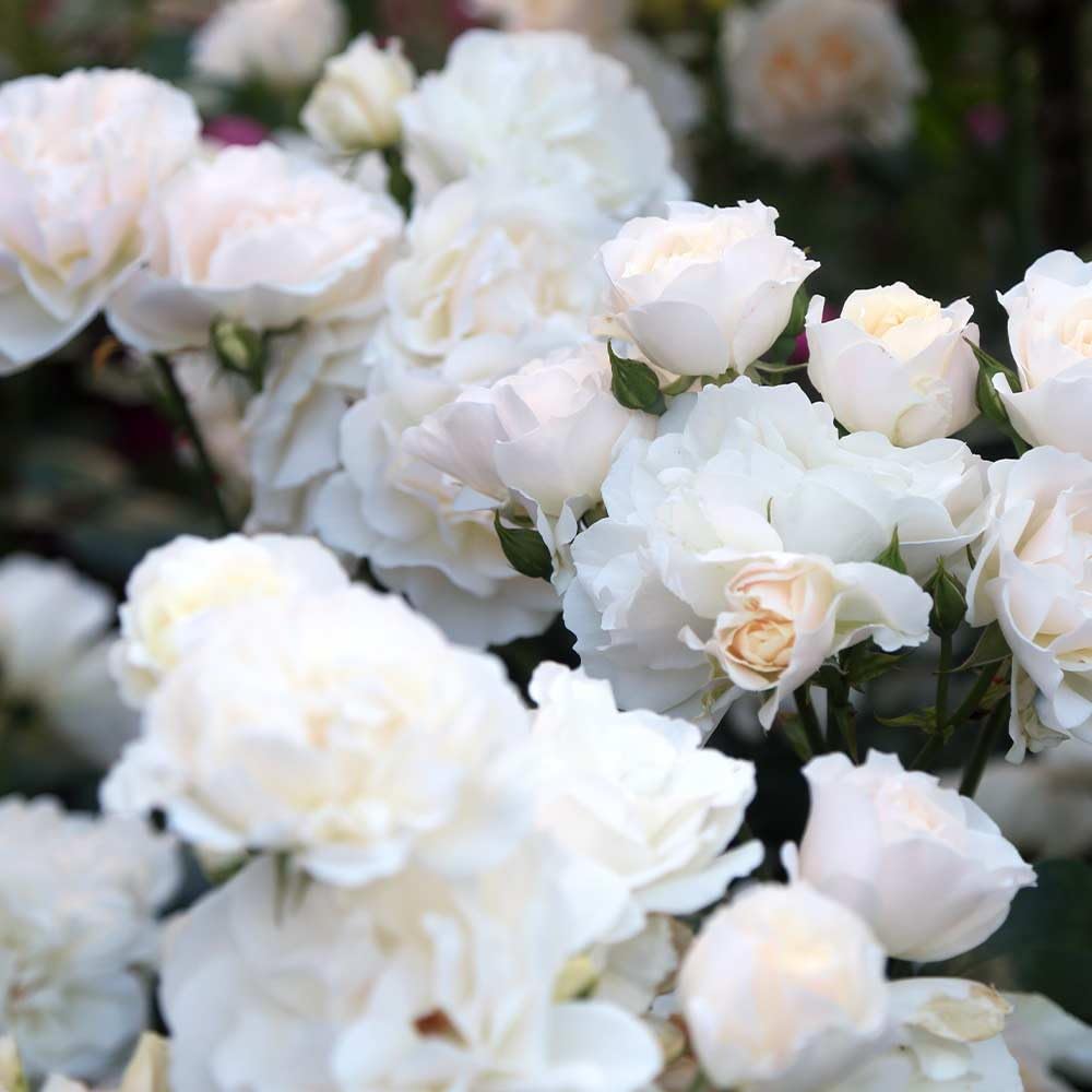 Heirloom Climbing Roses, Live Own Root Plant for Outdoor Garden, Cloud 10™, Moderately Fragrant, Hardiness Zones 5-10, Continual Blooming