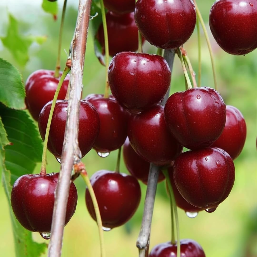 02 Barbados Cherry Tree Live Plant for Planting, 4-7 Inch Tall Fruit Tree, Edible Cherry Tree for Outdoor Garden Growing, Tropical Fruit Plant