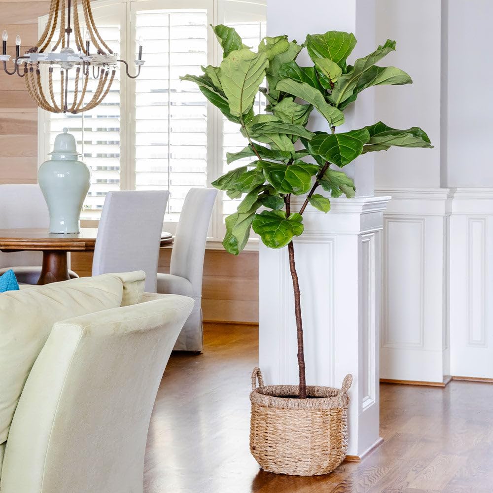 Brighter Blooms - Fiddle-Leaf Fig Tree, 3-4 ft. - No Shipping to AK, AZ, HI, OR