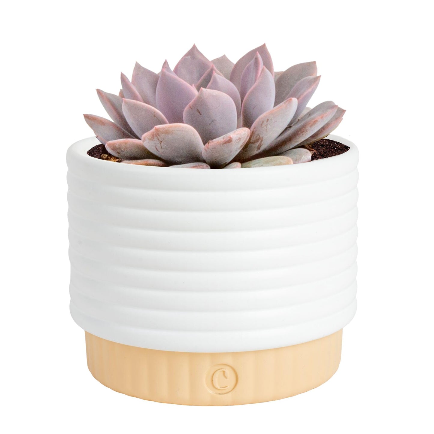 Costa Farms Succulent, Live Indoor Plant Grower's Choice, Easy to Grow Houseplant in Indoor Succulent Planter, Birthday, Garden Gift, Desert Room Decor for Home or Office, 6-Inches Tall