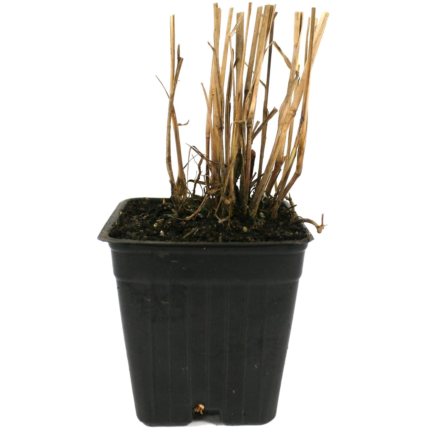 Van Zyverden Ornamental Grass Red Switch Grass One 3.25" Dormant Potted Plant