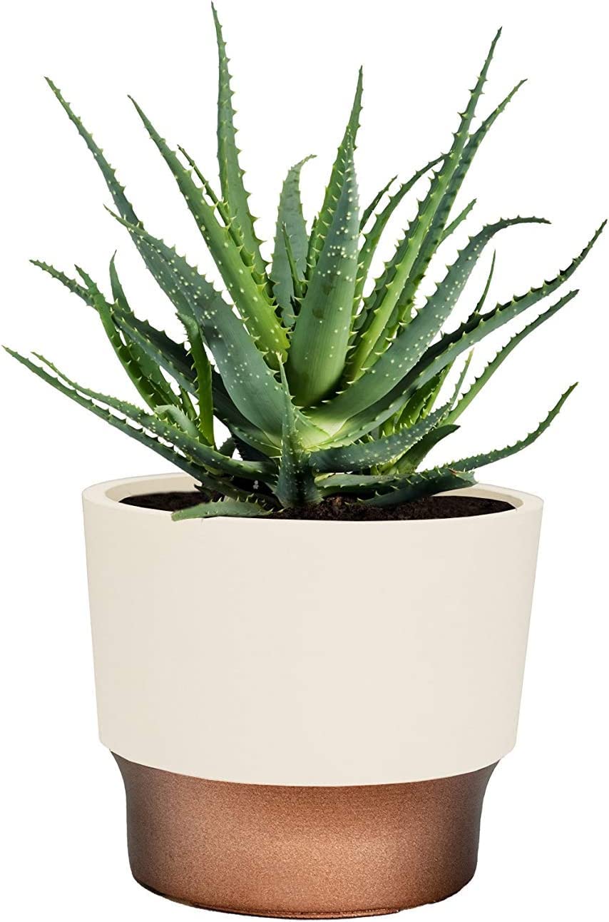 The HC Companies 3" Round Premium Plastic Sprite Pot Succulent Planter with Drainage - Vanilla Bisque with Copper Bottom Color
