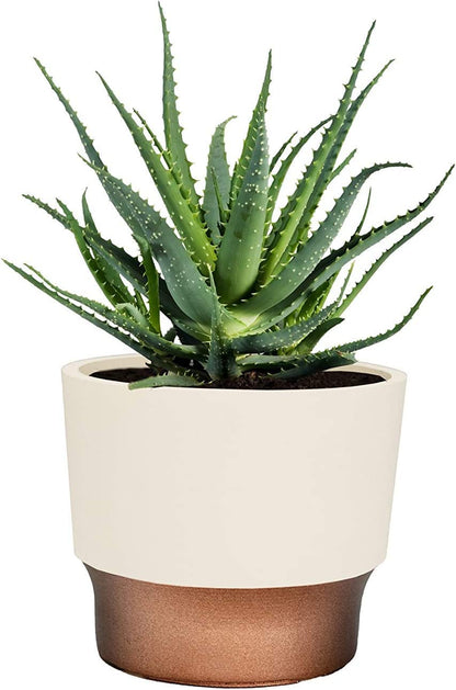 The HC Companies 3" Round Premium Plastic Sprite Pot Succulent Planter with Drainage - Vanilla Bisque with Copper Bottom Color