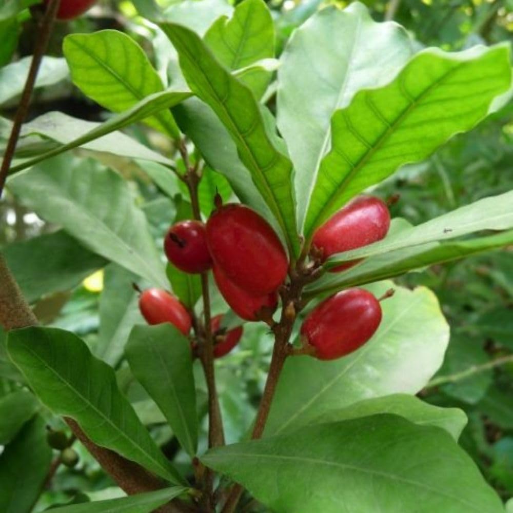 Miracle Fruit Tree Live Plant, 1-2 Ft Tall, Edible Miracle Berry Plants for Tropical Outdoor, 3 Gallon Pot Plant,No Shipping CA