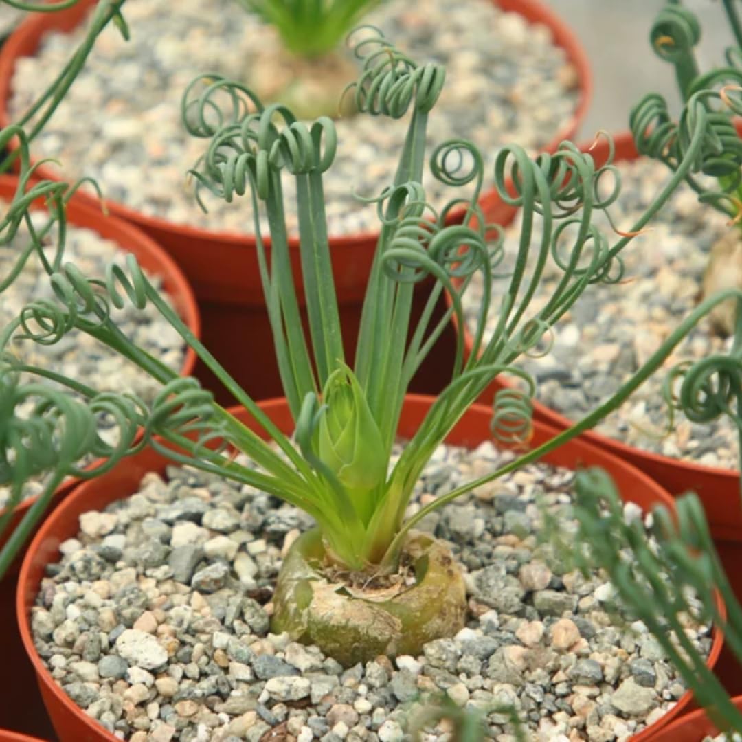 Rare Albuca Spiralis Plant Live in 3" Pot, Corkscrew Frizzle Sizzle Houseplant Ornamental Albuca Spiralis, Curly Grass Succulent Live Plant