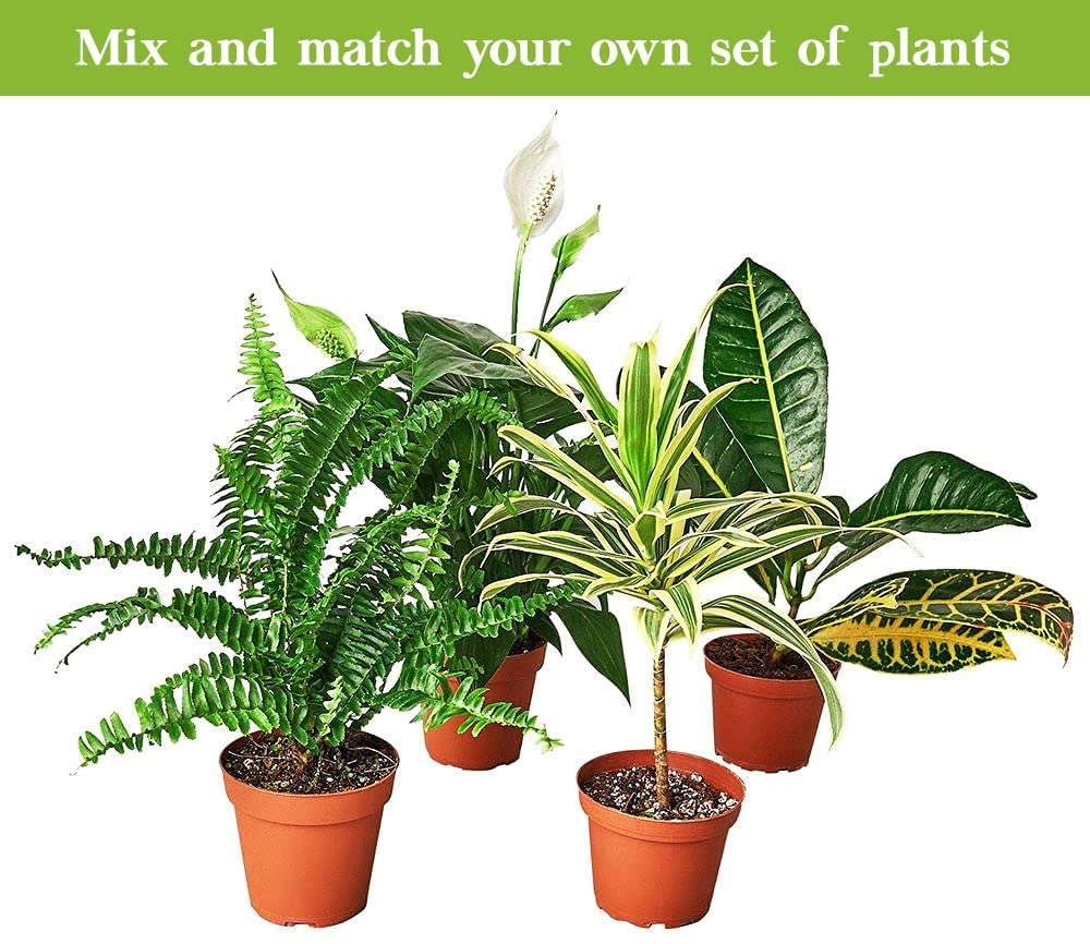 Syngonium 'Strawberry' Live Plant for Indoor | Different Houseplants in 4'' & 6'' Pot | Real House Plant for Living Room, Office, Desk & Bathroom | Goosefoot Plant | Nephthytis | Elephant Ear