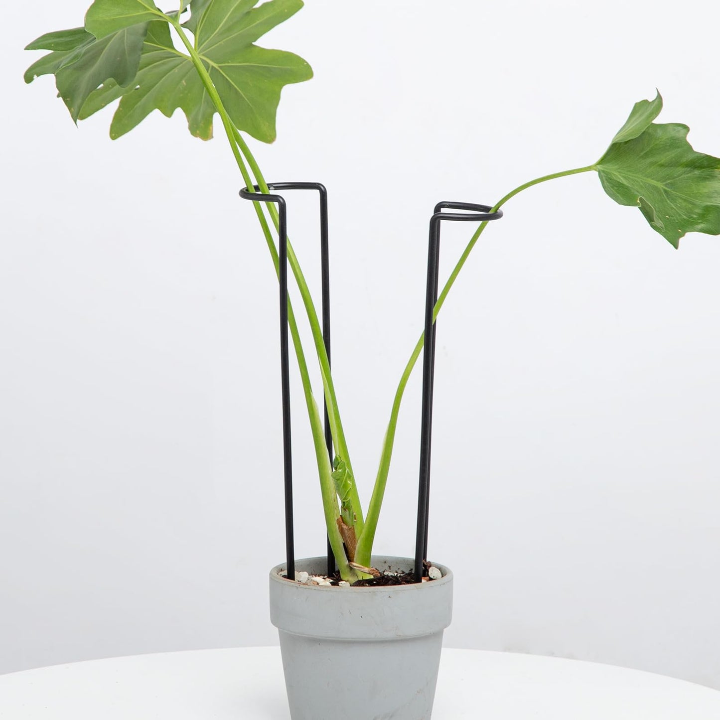 GOOOXIM 10-Pack Monstera Plant Support - 12 Inch Durable Iron U-Shaped Trellis Stakes for Indoor & Outdoor Medium-Sized Potted Plants - Perfect Stem Holder for Monstera & More