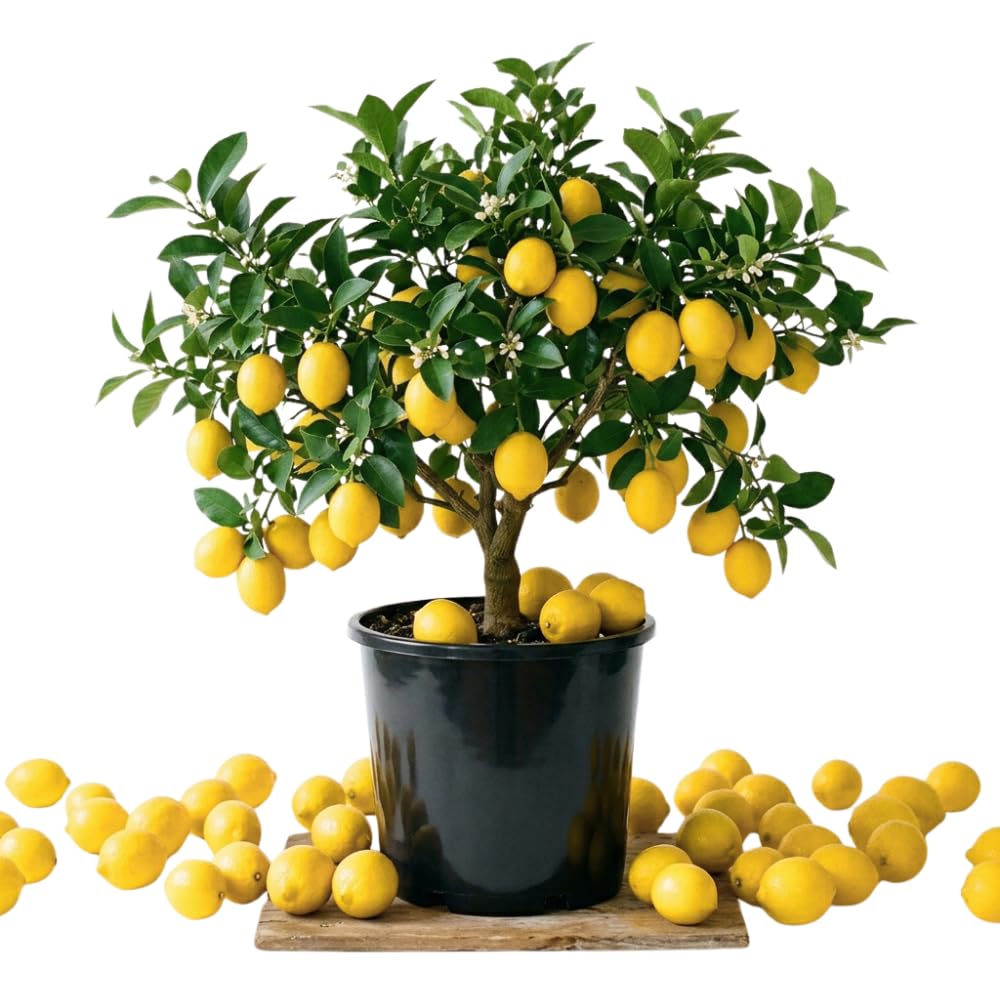 2 Meyer Lemon Tree Live Plants in 4'' Pot, Hardy Meyer Lemon Tree, Tropical Fruit Tree for Indoor and Outdoor Planting, Fragrant Citrus Plants, Well-Rooted, 3-5 Inches Tall