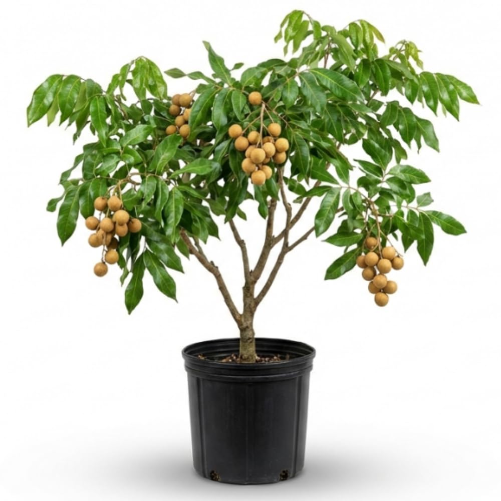 Longan Tree Live Plant, 3 Gallon Pot, 3-4 Ft Tall Longan Fruit Trees Live Plants for Growing Outdoor, No Ship to CA