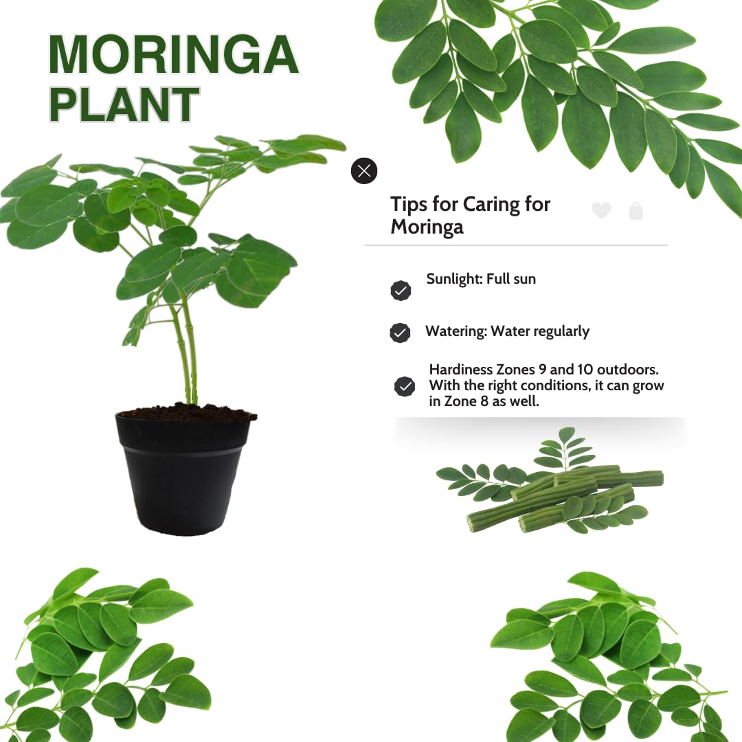 Drumstick Horseradish Moringa Oleifera Plants Live Tree in 4 Inc Pot, Herb Malunggay 6 to 8 Inc Tall Deciduous Planting Outdoor