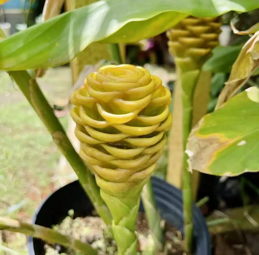 Live Plant - Pinecone Ginger (Zingiber zerumbet) Ornamental Live Plant 10”-20”