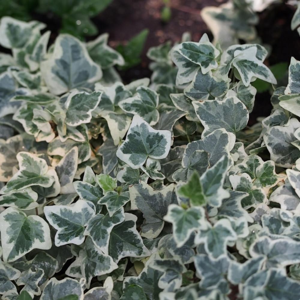 English Ivy Plant Live 4'' Pot, Fast-Growing Trailing Houseplant, Hardy English Ivy Groundcover, Indoor Outdoor Growing (Green White Ivy)