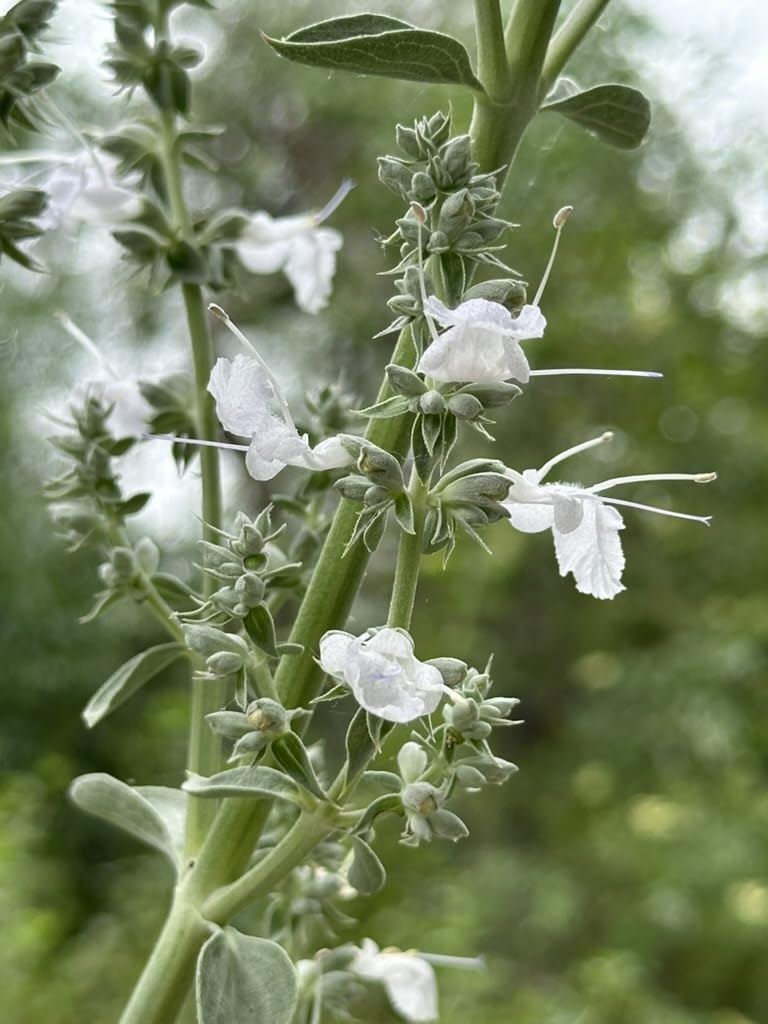 White Sage 3 Live Plants (Salvia apiana) – Sacred California Native Bee Sage Shrub for Outdoor Gardens, Fragrant Silver Leaves, Drought Tolerant Pollinator Friendly Landscaping