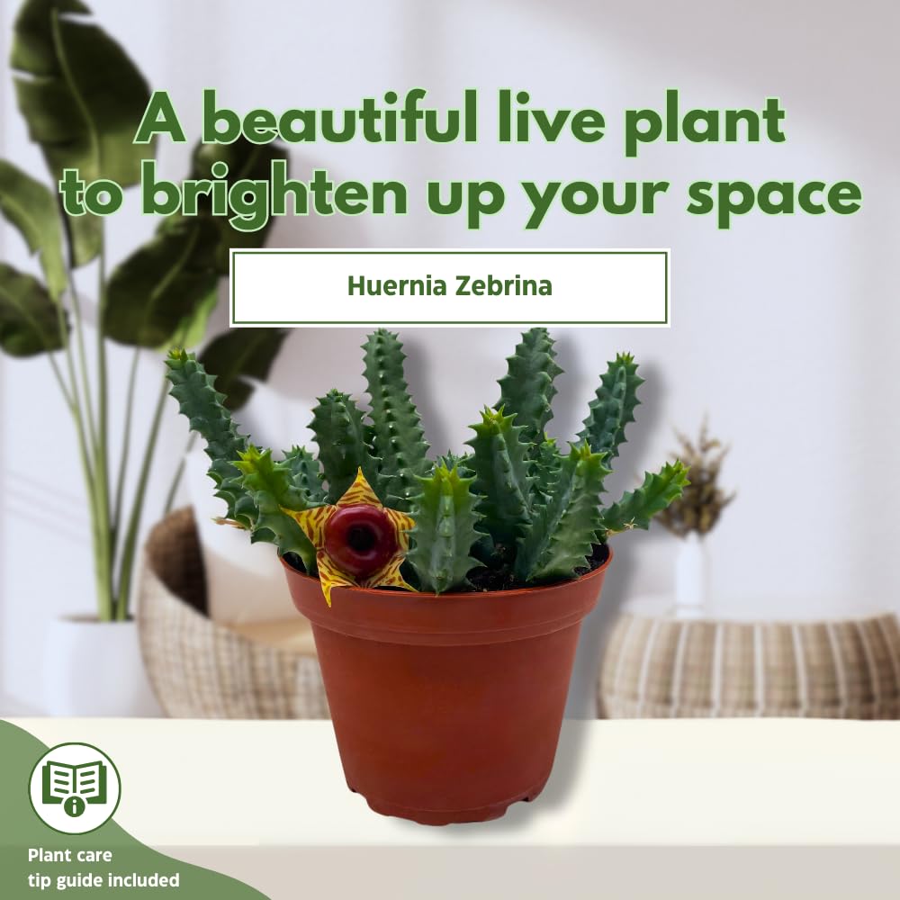 BubbleBlooms Lifesaver Huernia Zebrina, Starfish Stapelia Cactus, Live in a 4 inch Pot