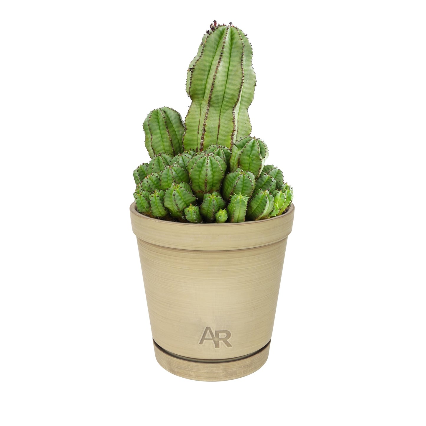Altman Plants Euphorbia anoplia Live Plant Decor, Exotic Plants, Cacti Plants Live Succulents Plants Live Plants Indoor Plants Live Houseplants, Live Indoor House Plants Real Plants Indoor Live Plants