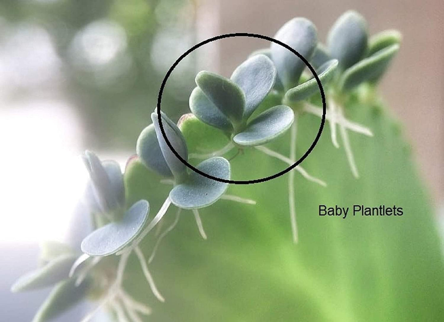 Mother of Millions Kalanchoe Starter Plant - 2 Inch Pot - Kalanchoe Delagoensis