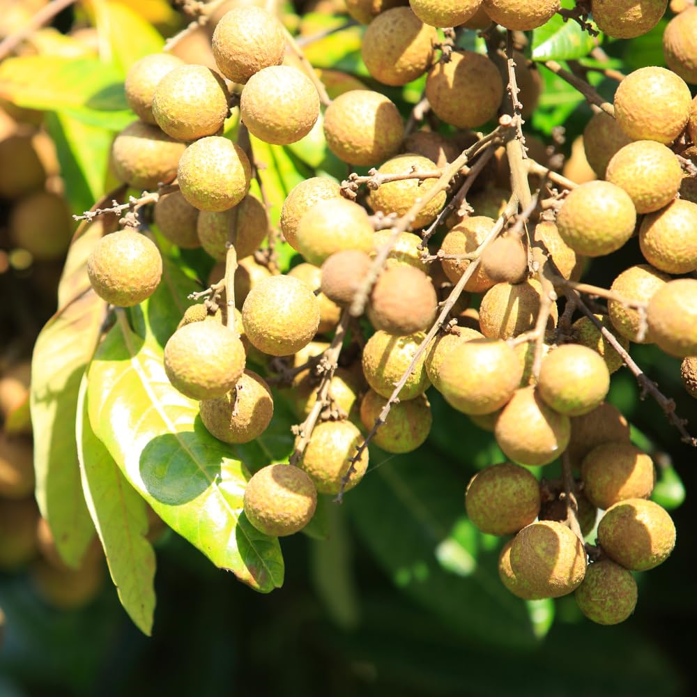 Longan Tree Live Plant, 8-10 Inches Tall in 4 Inch Pot, Tropical Fruit Tree for Indoor or Outdoor Growing