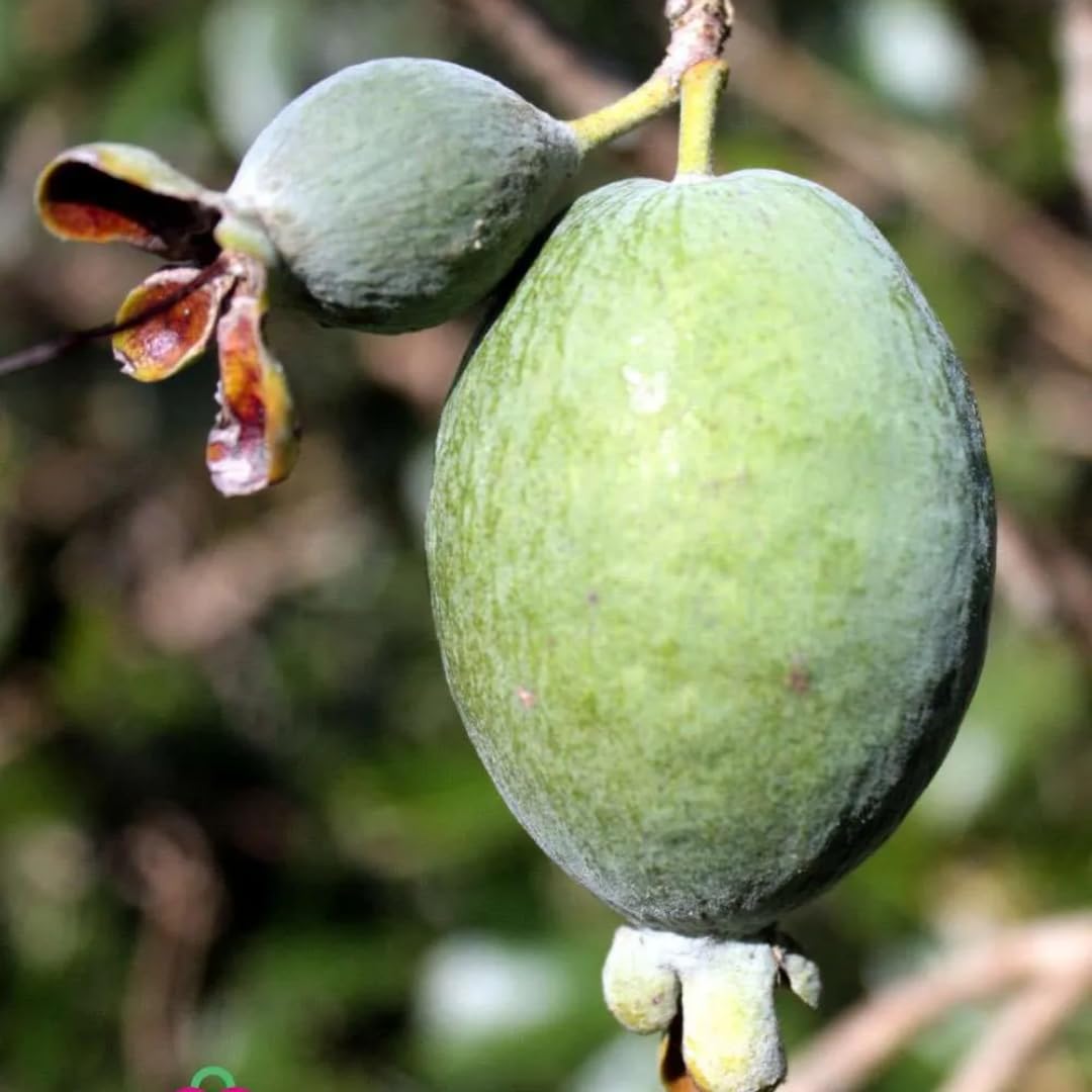 2 Pineapple Guava Trees Live Plants for Outdoor Planting, 4 to 6" Starter Plant, Fragrant and Sweet Guava