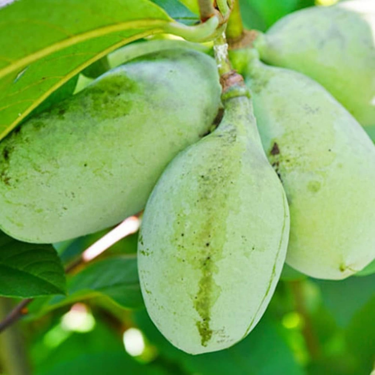 Pawpaw Tree Live Plant, Hardy Paw Paw Plant, 1 Feet Tall, Paw Paw Live Plant, 1 Year Old, Tropical Shrub Tree