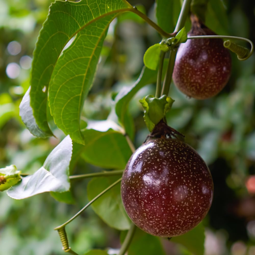 Purple Passion Fruit Tree Live Plant 1-2 Feet, Passionfruit Plant in Gallon Pot, High Yield, Fast Growing, Outdoor Garden Planting, No Ship to CA