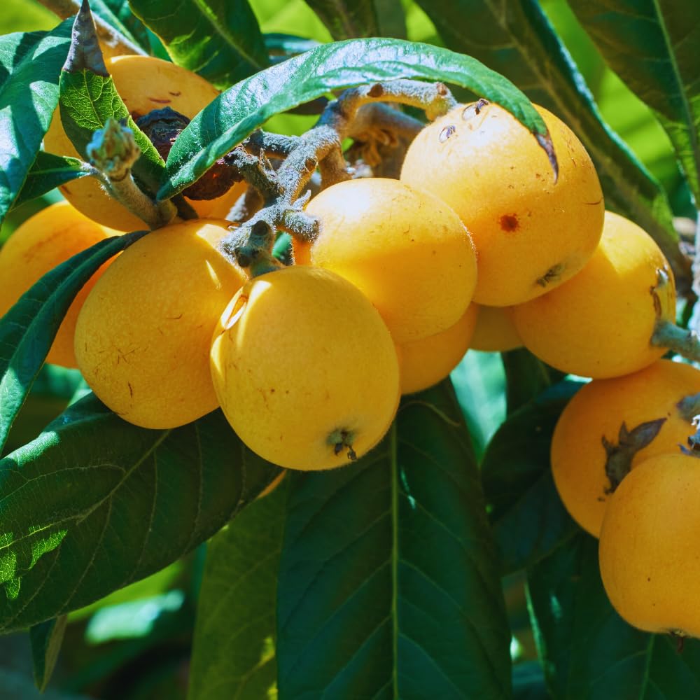 Golden Loquat Tree Plant Live, Loquat Fruit Live Plant, 1 Gallon Pot, Sweet Fruit Garden Outdoor, No Ship to CA