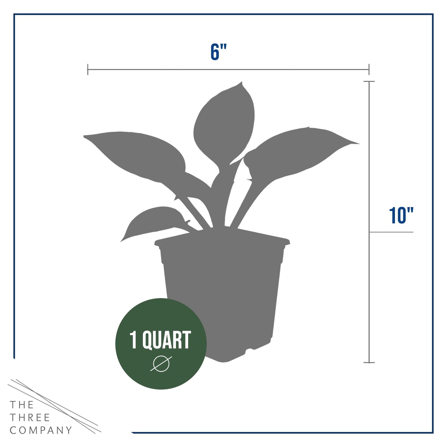Live Perennial Hosta - Yellow Polka Dot Bikini (3 Plants Per Pack) Beautiful Accent Plant, 10" Tall by 4" Wide in 1 Qt Pot