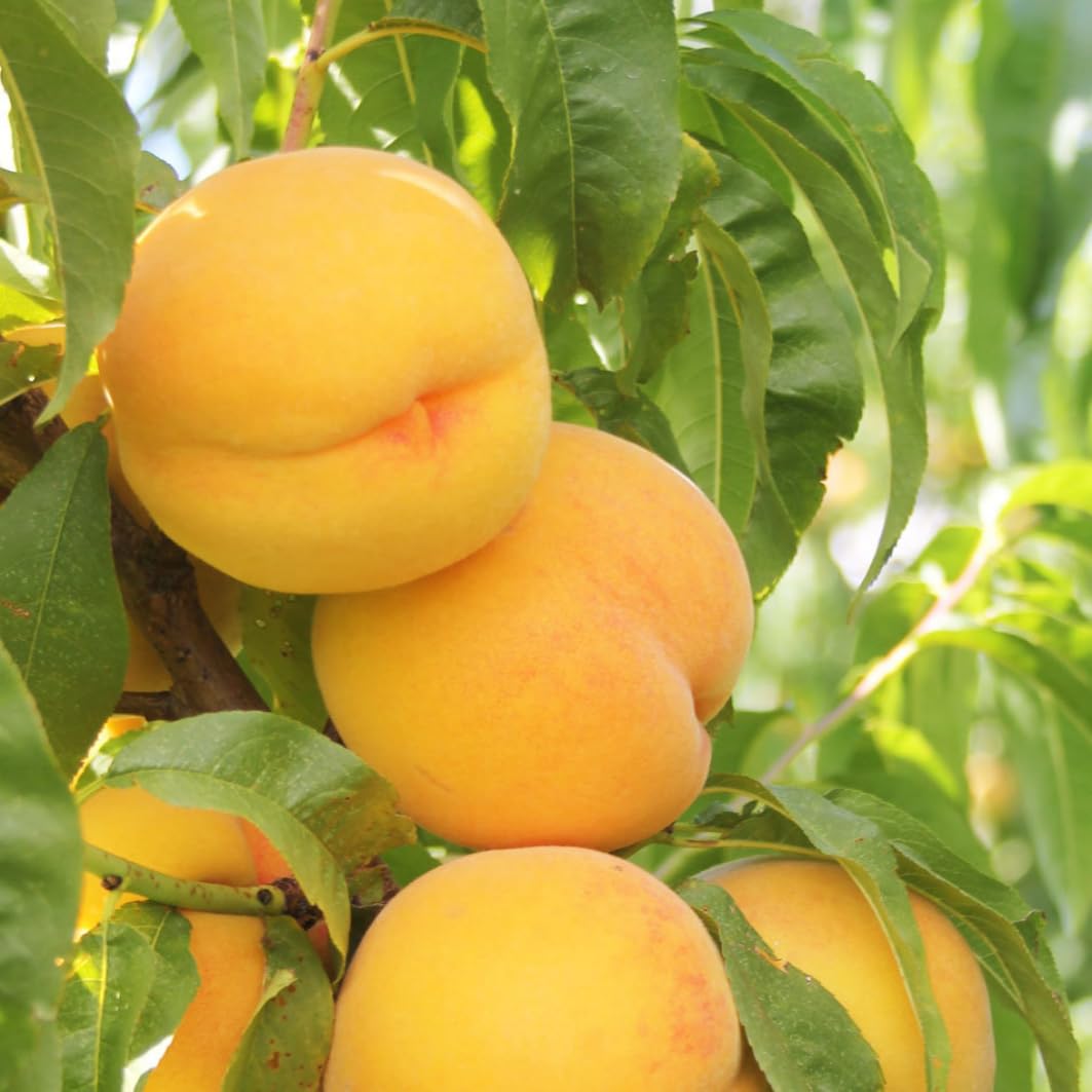 Grafted Yellow Red Peach Tree Live Plant, Well Rooted Peach Plant 1 Feet Tall for Planting Outdoor, Dormant, Ready to Bear Fruit Within 1-2 Years, No Pot