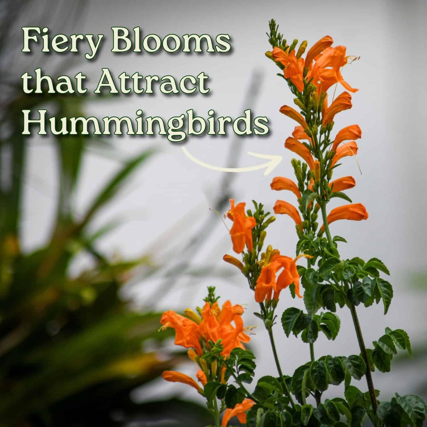Cape Honeysuckle Bush - Orange - Overall Height 24" to 30" - Tropical Plants of Florida (Plant Only)