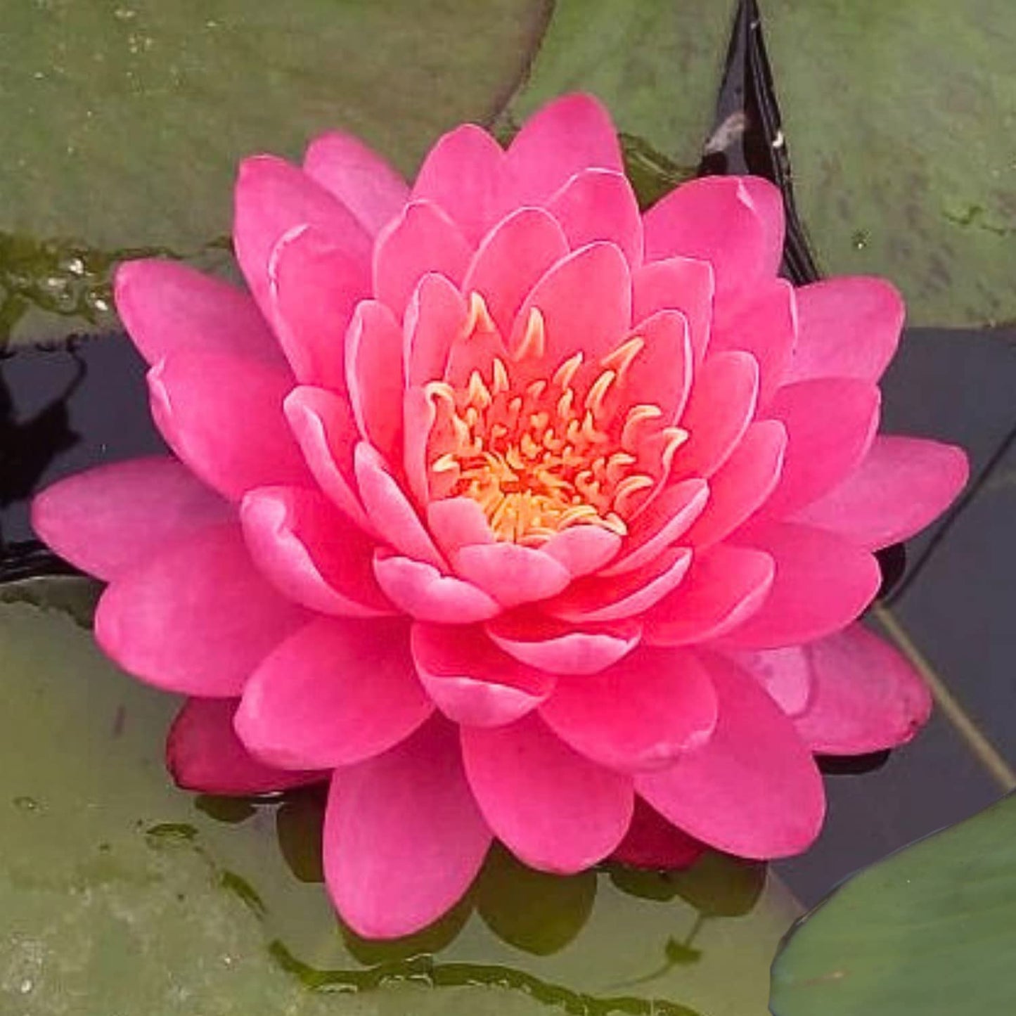 Mainam Mixed Colorful Hardy Water Lily Tuber Live Aquarium Plant for Freshwater Fish Pond Balcony Buy 2 GET Fertilizer Free (Red Nymphaea Perry's Fire Opal)