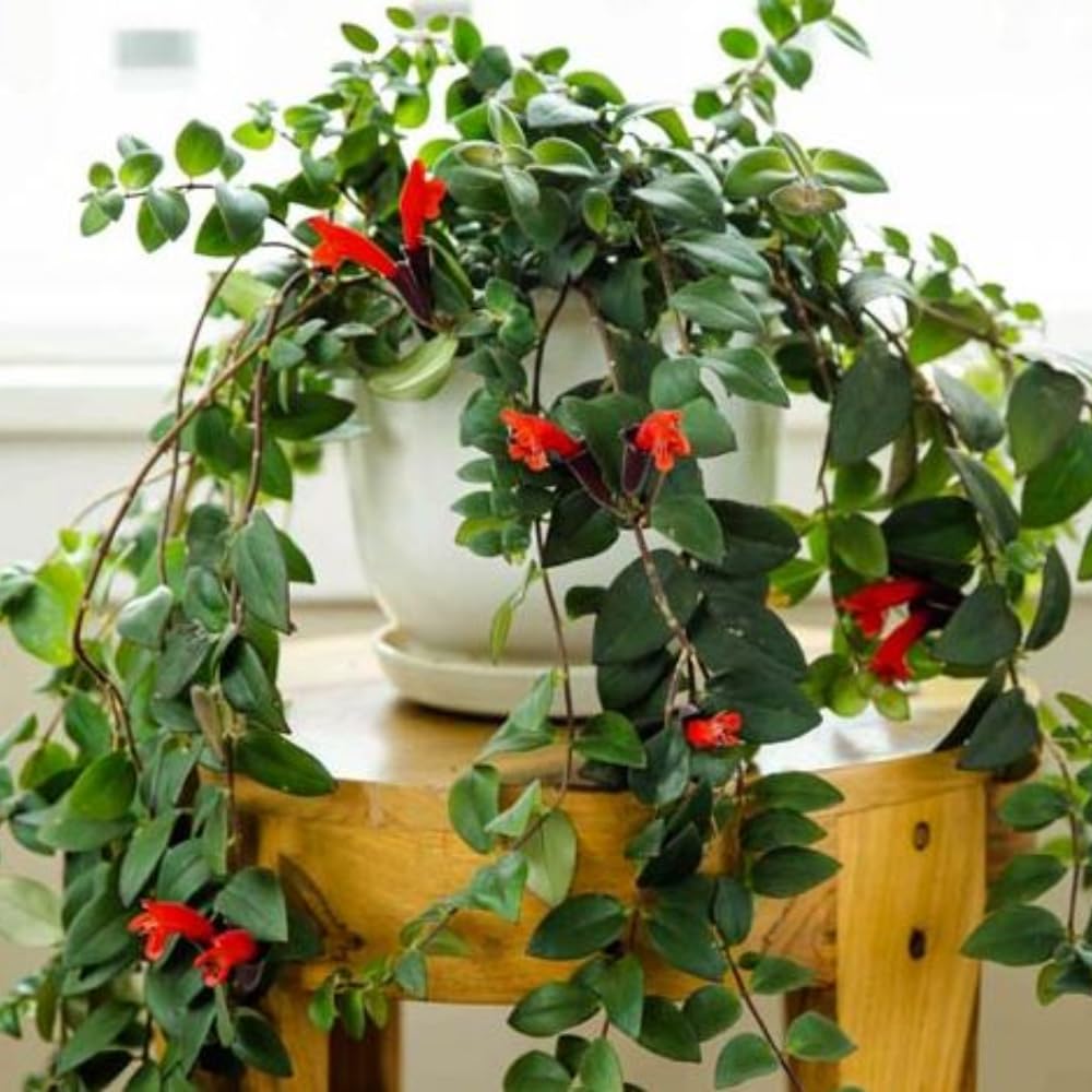 Trailing Curly Lipstick Plant Live, 8-10'' Long, Aeschynanthus Lipstick Live Plant in 3.5'' Pot, Rare Houseplant, Live Indoor Plant, Twisted Lipstick