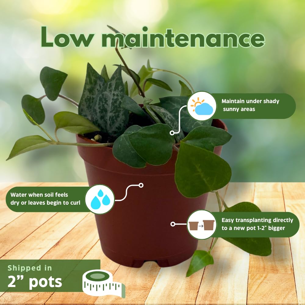 BubbleBlooms Succulent Strings Set of 5 Different String Plants in 2 inch pots Grower's Choice Includes Variegated String of Pearls, Turtles, Hearts, Frogs, Dolphins and More