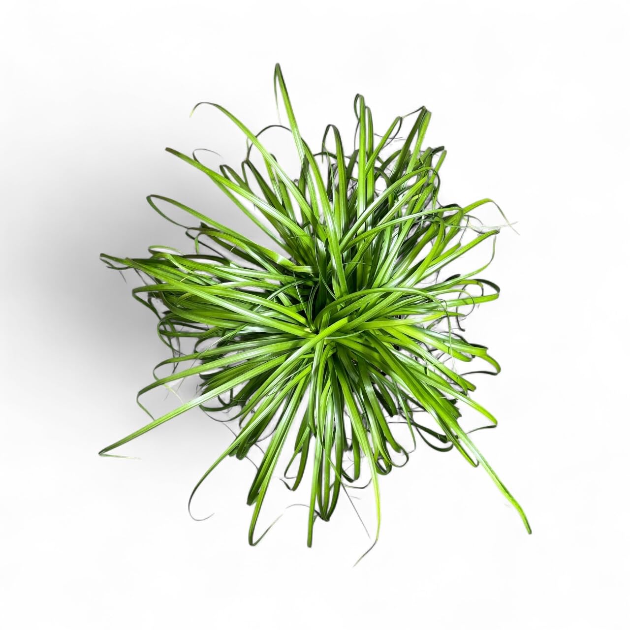 Andersen Farms Ponytail Palm ‘Elephant’s Foot’ – 10 Inches Grower Pot – Live Indoor/Outdoor Drought-Tolerant Plant – Air Purifying, Easy Care Houseplant for Home Décor
