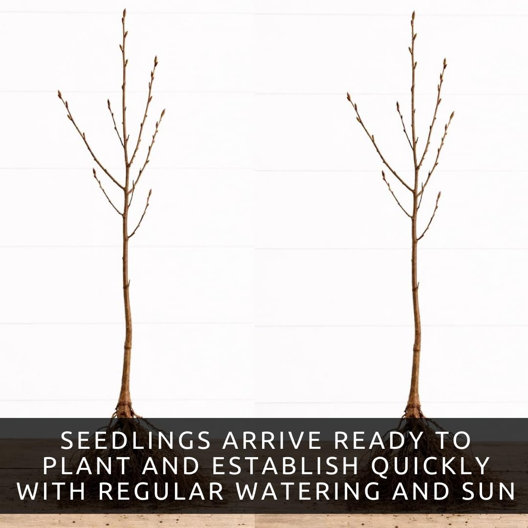 2 Downy Serviceberry Bush Plants for Growing - (Amelanchier arborea) Juneberry Bushes (2 Seedlings) - Hardy Edible Berry Shrubs for Backyard Gardens, Pollinator-Friendly, White Flowers