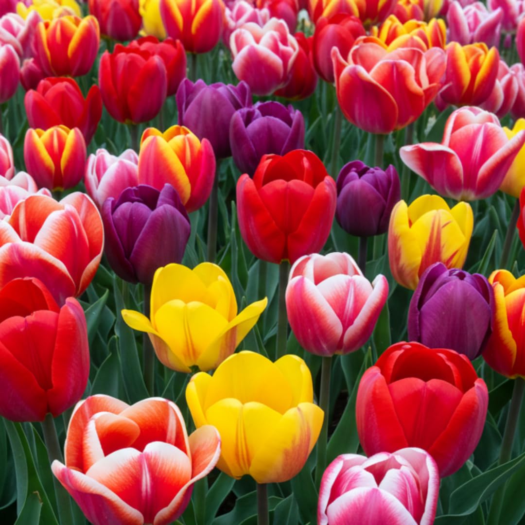 Mixed Color Tulip Bulbs for Planting - Easy to Grow Perennial Tulips, Top Size Bulbs (20 Bulbs)