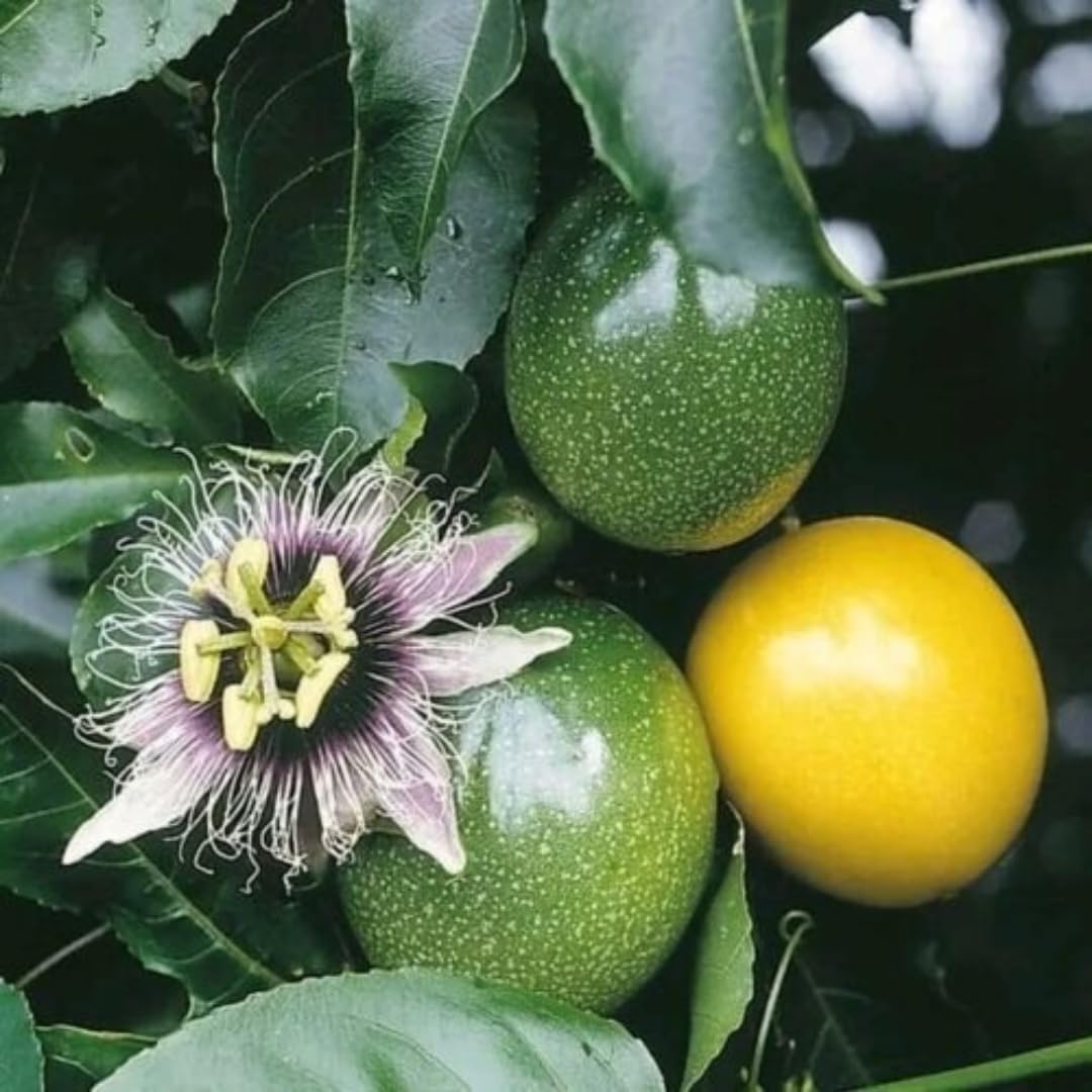 Yellow Passion Fruit Plants Live, Live Passion Fruit Vine Plants, 4 to 6 Inches Tall, Passion Plant
