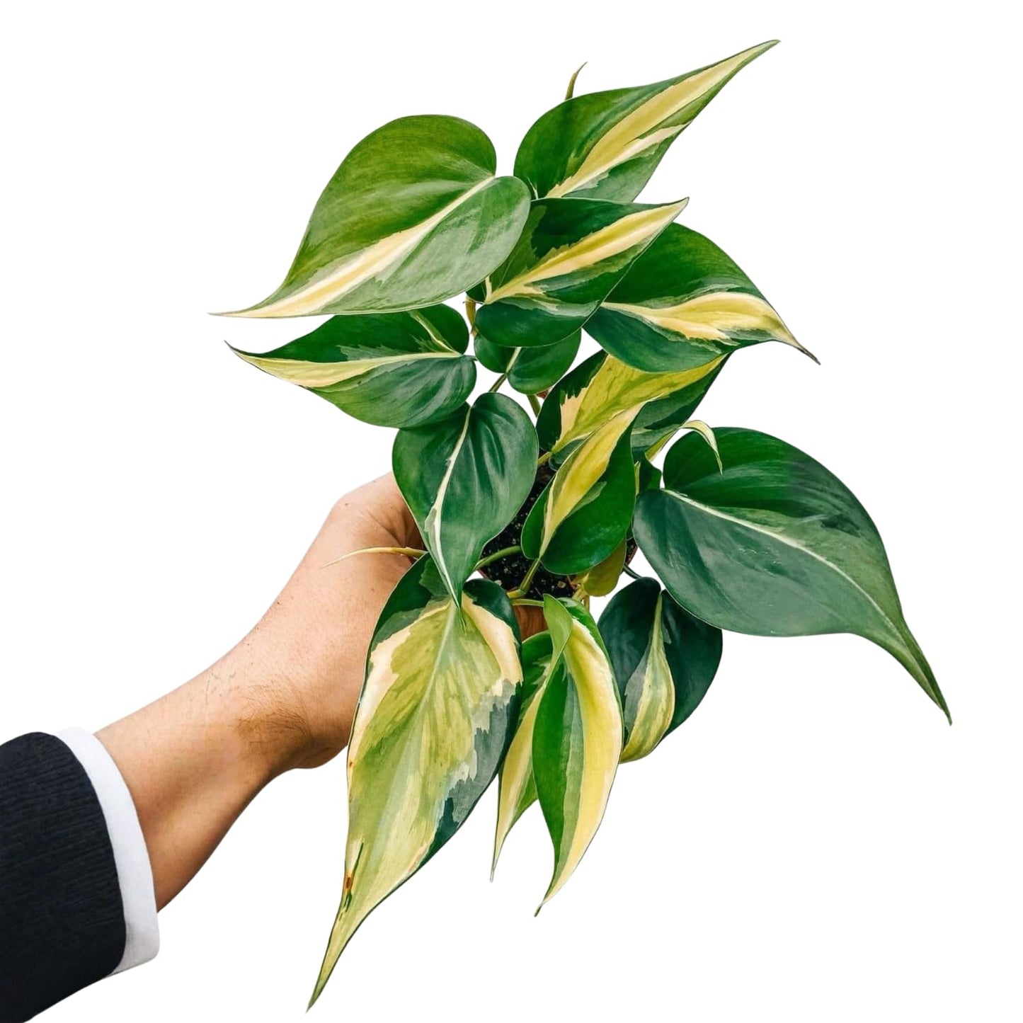 Philodendron Plant in 4 Inch Pot, Tropical Indoor Houseplant, Easy Care Foliage Plant for Home, Office, or Patio (Silver Stripe Philodendron)