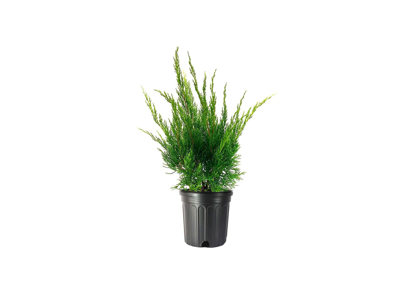 Sea Green Juniper - 1 Live Gallon Size Plant - Juniperus Chinensis - Drought Tolerant Cold Hardy Evergreen Border Screening Shrub