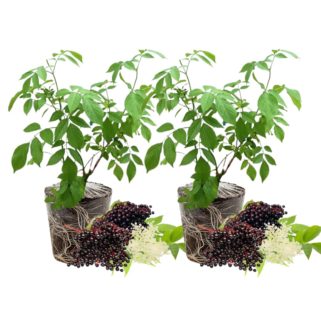2 Black Elderberry Plants Live to Grow 6 to 12 Inch Tall, American Elderberries Bush, Berry Fruit Tree