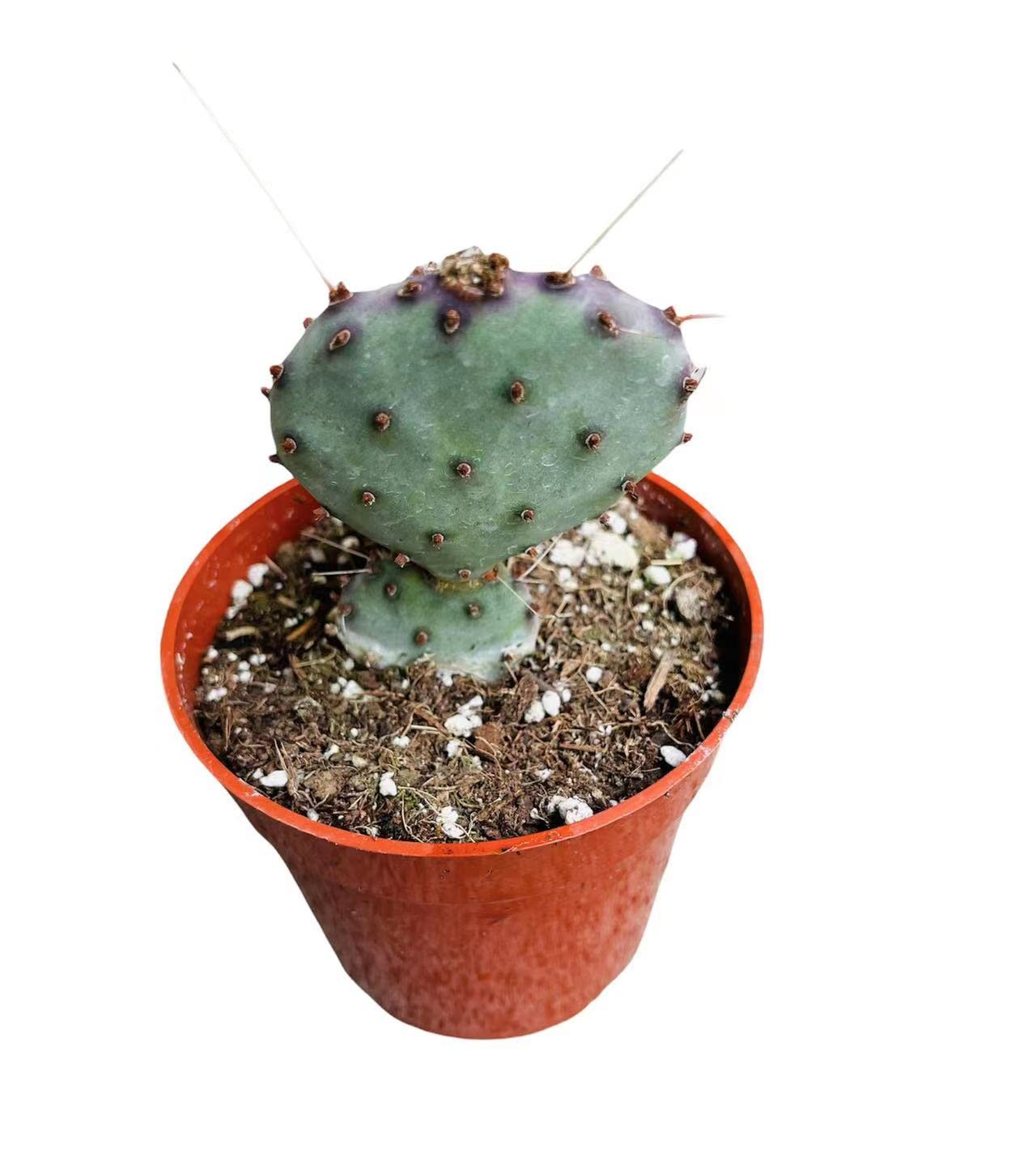FOLIAGEMS Live Succulent Cactus Plants from USKC (4" Pot) (Opuntia Santa Rita)