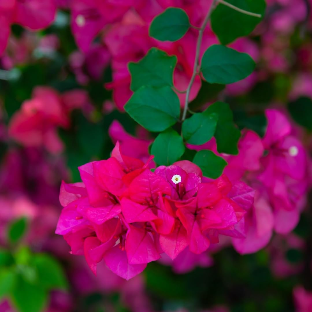 Red Purple Bougainvillea Tree Live Plant, 1 Year Old Ready to Plant Outdoor, Very Hardy