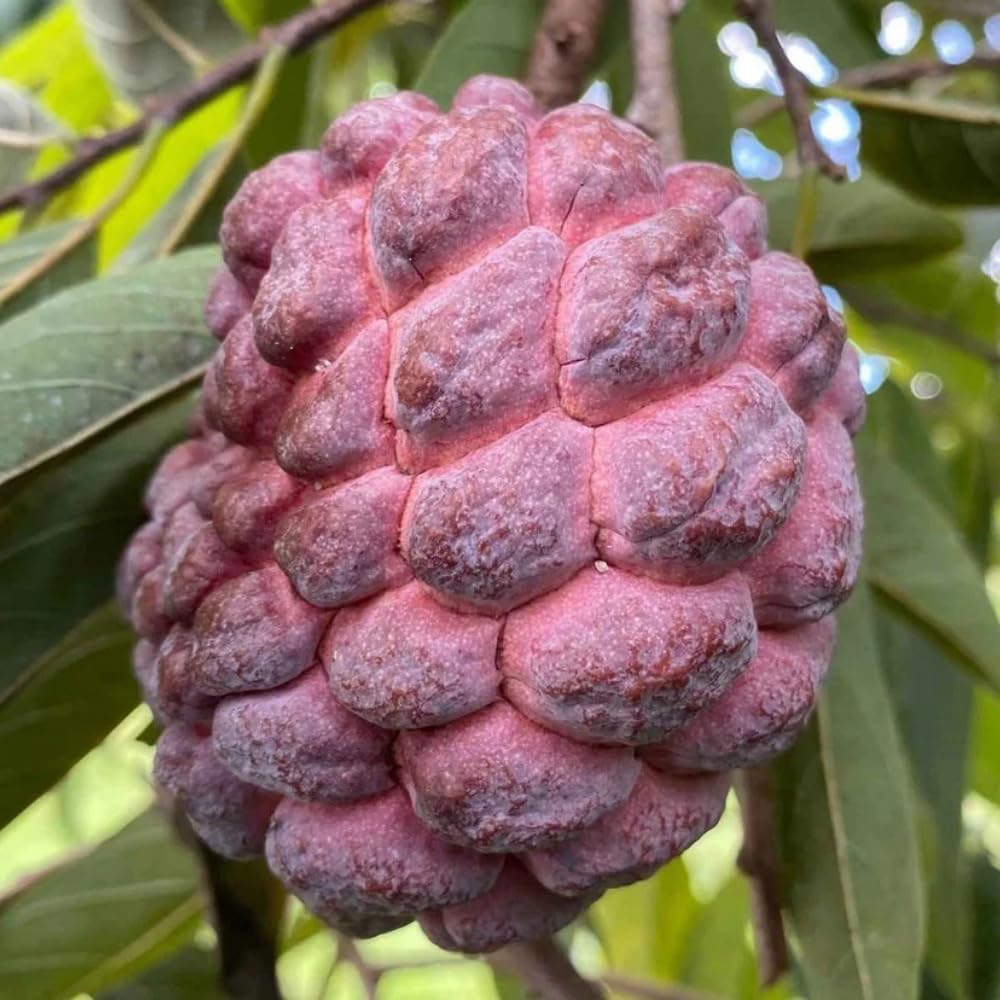 Red Sugar Apple Plant Live for Planting 2-3 Feet Tall, 3 Gallon Pot, Annona Squamosa Sugar Apple Tree Live Plant, No Ship to CA
