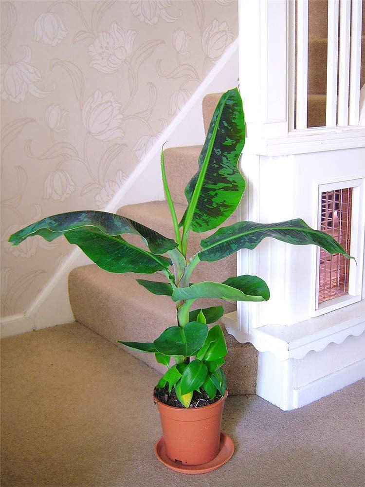 American Plant Exchange Dwarf Banana Plant – Live 6-Inch Potted Tropical Houseplant, Fast-Growing Fruit Tree with Lush Green Foliage for Indoor Jungle Décor, Patios, and Edible Gardens
