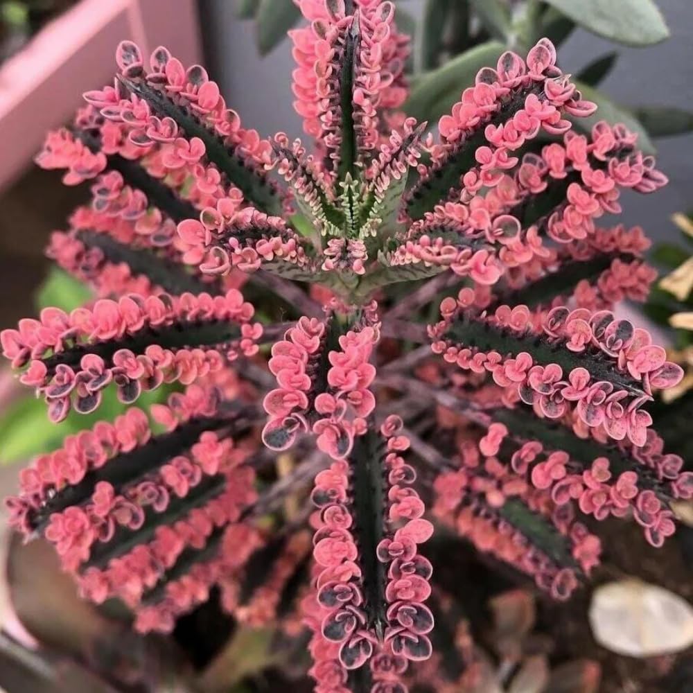 Live Kalanchoe Plant, Pink Butterfly Kalanchoe Plant in 2'' Pot, Mother of Thousands Succulents