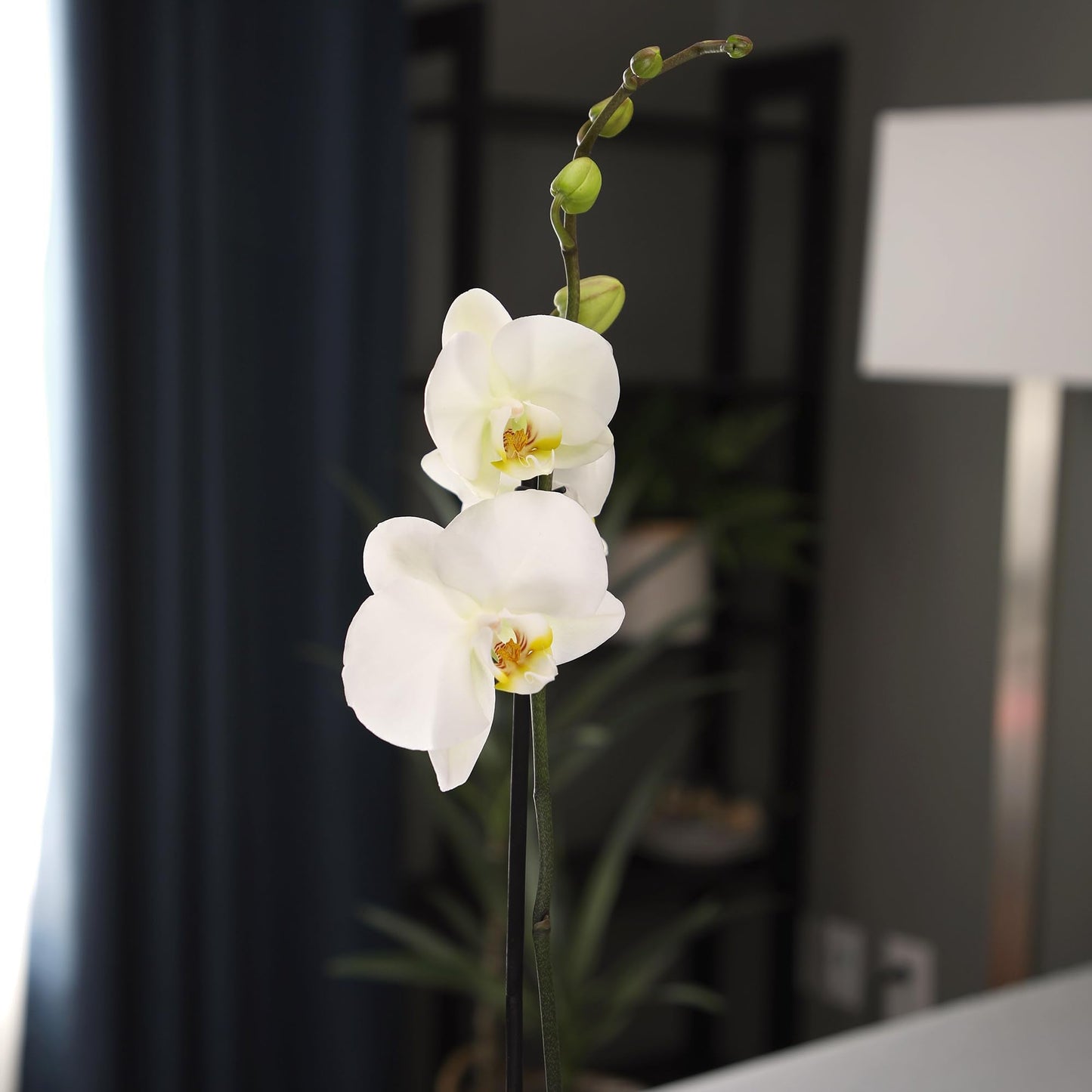 White Phalaenopsis Live Orchid Plant & White Orchid Pot, 20-24" Live Plant Gift, Fresh Orchids Plants Live House Plants, Live Plants Indoor Plants Live Houseplants Plant Lover Gift by Plants for Pets