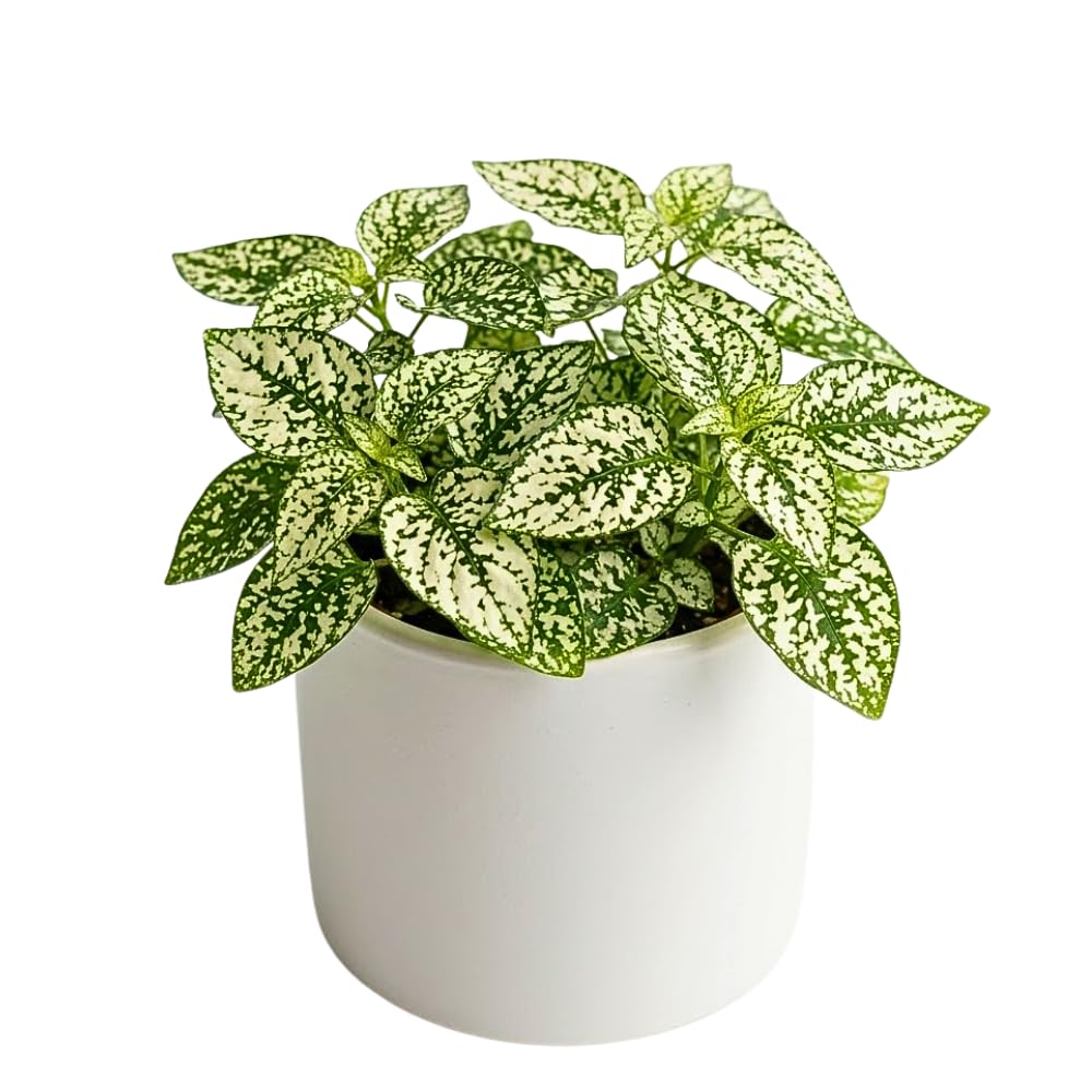 White Polka Dot Live Plant, Polka Dot Plant, Small Indoor Plants, 2.5 Inches Pot for Indoor or Outdoor Houseplant
